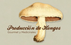 Produccion hongos
